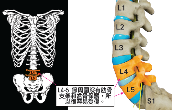 腰椎結構圖